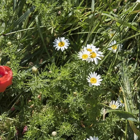 Vocabolo San Sebastiano Holiday home *